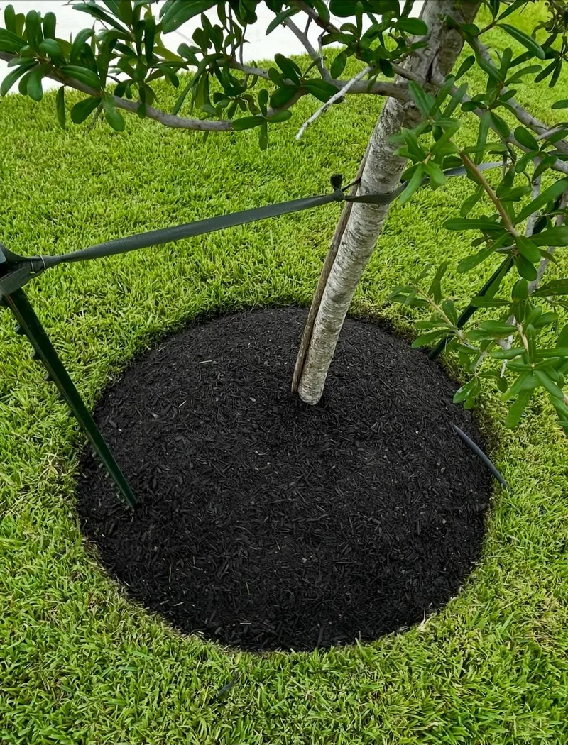 Newly planted tree, staked, with a clean mulch ring